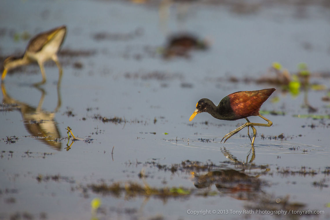 Northern Jacana Northern Jacana, Crooked Tree Wildlife Sanctuary, Belize <br />
TR_130321_CTWS0041 Belize,CTWS,Crooked Tree Village,Crooked Tree wildlife Sanctuary,Geotagged,Jacana spinosa,Northern Jacana,waterbirds