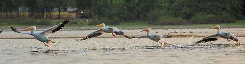 White Pelicans White Pelicans, Crooked Tree Wildlife Sanctuary, Belize 
TR_130320_CTWS9669 American White Pelican,Belize,CTWS,Crooked Tree Village,Crooked Tree wildlife Sanctuary,Geotagged,Pelecanus erythrorhynchos,waterbirds