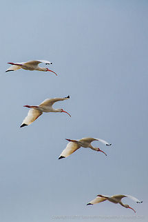 White Ibis White Ibis, Crooked Tree Wildlife Sanctuary, Belize 
TR_130321_CTWS0121 American White Ibis,Belize,CTWS,Crooked Tree Village,Crooked Tree wildlife Sanctuary,Eudocimus albus,Geotagged,waterbirds