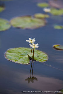 Snowflake Lilly Snowflake Lilly, Crooked Tree Wildlife Sanctuary, Belize 
TR_130321_CTWS0209 Belize,CTWS,Crooked Tree Village,Crooked Tree wildlife Sanctuary,Geotagged,Nymphoides indica,Water Snowflake,waterbirds