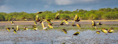 Northern Jacanas Northern Jacanas, Crooked Tree Wildlife Sanctuary, Belize 
TR_130321_CTWS0078 Belize,CTWS,Crooked Tree Village,Crooked Tree wildlife Sanctuary,Geotagged,Jacana spinosa,Northern Jacana,waterbirds