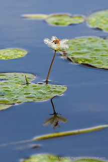 Snowflake Lilly and Bee Snowflake Lilly and Bee, Crooked Tree Wildlife Sanctuary, Belize 
TR_130321_CTWS0215 Belize,CTWS,Crooked Tree Village,Crooked Tree wildlife Sanctuary,Geotagged,Nymphoides indica,Water Snowflake,waterbirds