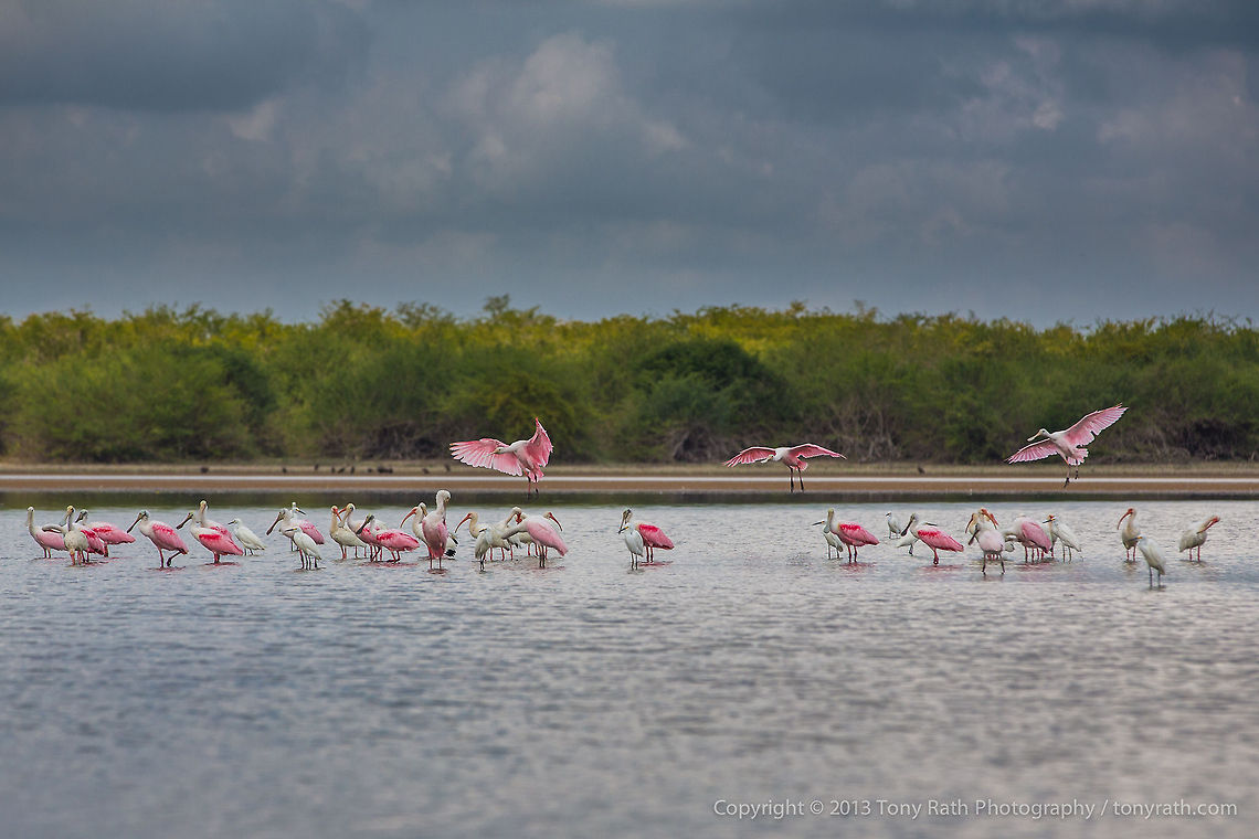 Roseate Spoonbills Roseate Spoonbills, Crooked Tree Wildlife Sanctuary, Belize <br />
TR_130321_CTWS0248 Belize,CTWS,Crooked Tree Village,Crooked Tree wildlife Sanctuary,Geotagged,Platalea ajaja,Roseate Spoonbill,waterbirds
