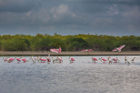 Roseate Spoonbills Roseate Spoonbills, Crooked Tree Wildlife Sanctuary, Belize 
TR_130321_CTWS0248 Belize,CTWS,Crooked Tree Village,Crooked Tree wildlife Sanctuary,Geotagged,Platalea ajaja,Roseate Spoonbill,waterbirds