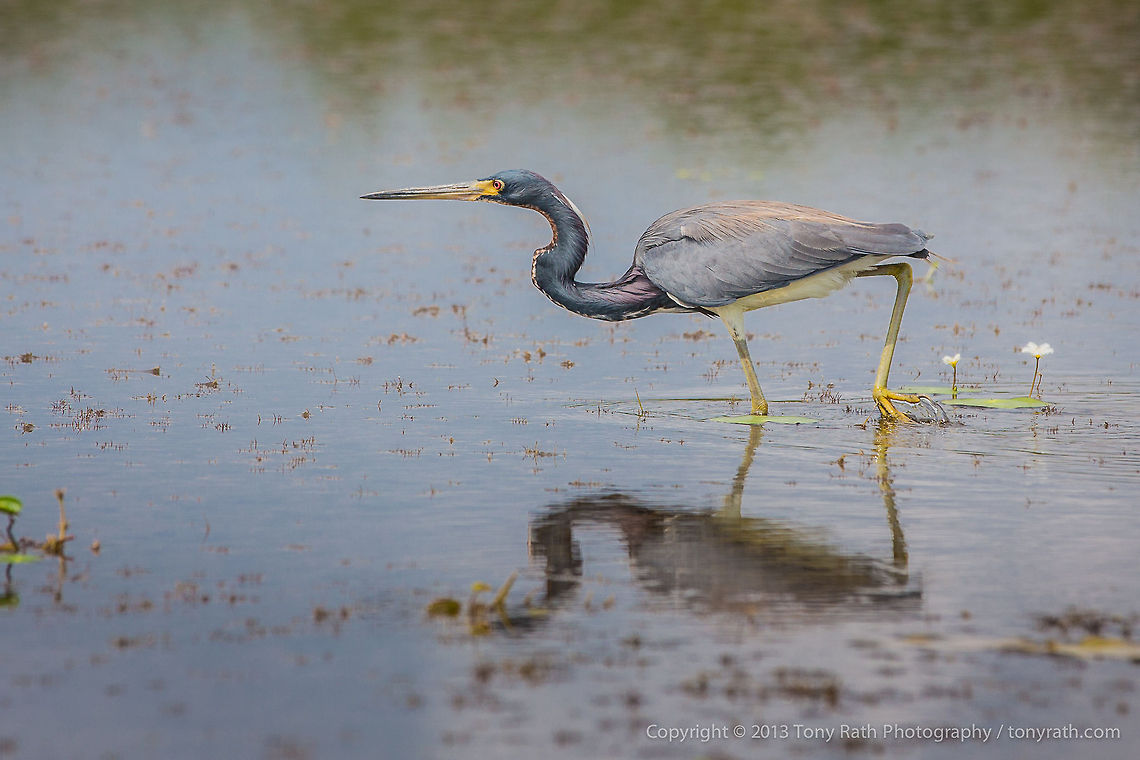 Tri-colored Heron Tri-colored Heron, Crooked Tree Wildlife Sanctuary, Belize <br />
TR_130321_CTWS0320 Belize,CTWS,Crooked Tree Village,Crooked Tree wildlife Sanctuary,Egretta tricolor,Geotagged,Tricolored Heron,waterbirds