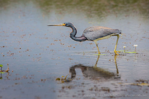Tri-colored Heron Tri-colored Heron, Crooked Tree Wildlife Sanctuary, Belize 
TR_130321_CTWS0320 Belize,CTWS,Crooked Tree Village,Crooked Tree wildlife Sanctuary,Egretta tricolor,Geotagged,Tricolored Heron,waterbirds