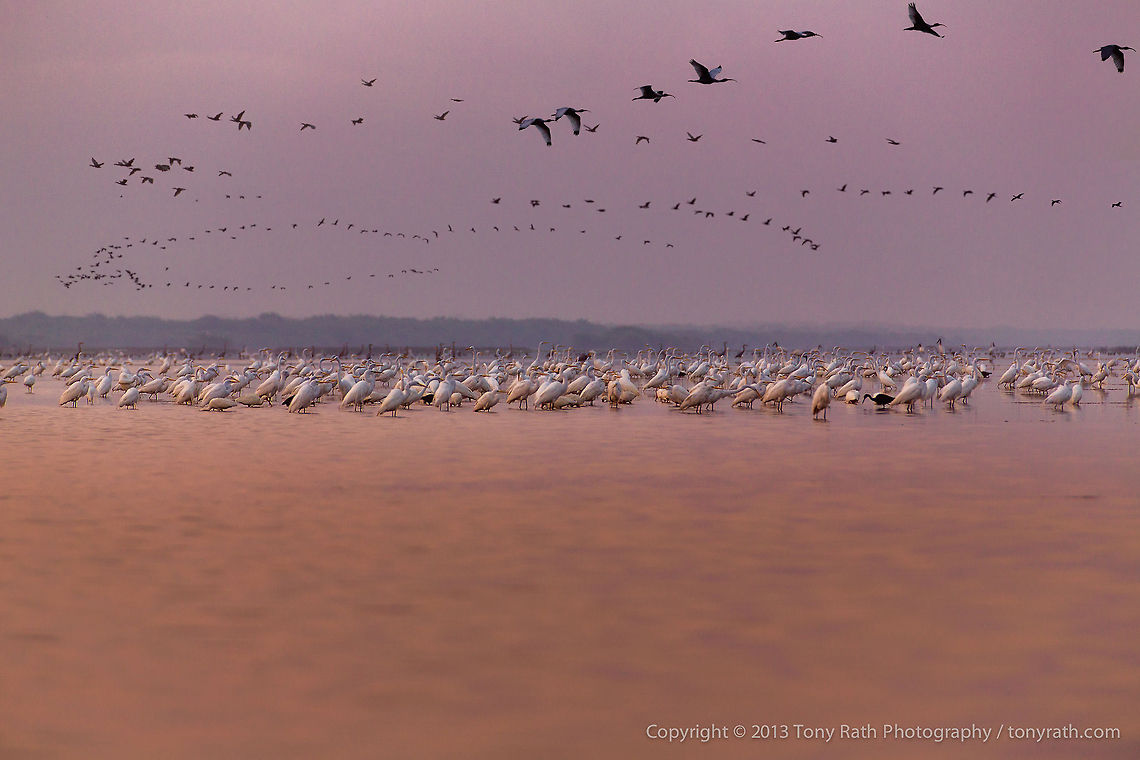 Crooked Tree Wildlife Sanctuary at Sunrise Crooked Tree Wildlife Sanctuary at Sunrise, Crooked Tree Wildlife Sanctuary, Belize <br />
TR_130321_CTWS9767 Ardea alba,Belize,CTWS,Crooked Tree Village,Crooked Tree wildlife Sanctuary,Geotagged,Great Egret,waterbirds
