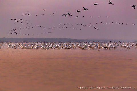 Crooked Tree Wildlife Sanctuary at Sunrise Crooked Tree Wildlife Sanctuary at Sunrise, Crooked Tree Wildlife Sanctuary, Belize 
TR_130321_CTWS9767 Ardea alba,Belize,CTWS,Crooked Tree Village,Crooked Tree wildlife Sanctuary,Geotagged,Great Egret,waterbirds
