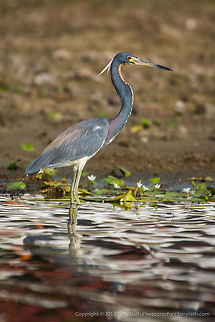 Tri-colored Heron Tri-colored Heron, Crooked Tree Wildlife Sanctuary, Belize TR_130321_CTWS9964 Belize,CTWS,Crooked Tree Village,Crooked Tree wildlife Sanctuary,Egretta tricolor,Geotagged,Tricolored Heron,waterbirds