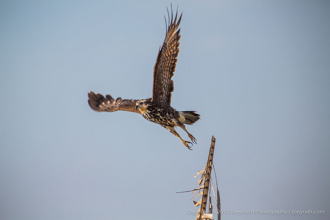 Snail Kite Snail Kite, Crooked Tree Wildlife Sanctuary, Belize TR_130321_CTWS9977 Belize,CTWS,Crooked Tree Village,Crooked Tree wildlife Sanctuary,Geotagged,Rostrhamus sociabilis,Snail Kite,waterbirds