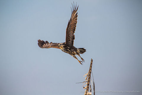 Snail Kite Snail Kite, Crooked Tree Wildlife Sanctuary, Belize TR_130321_CTWS9977 Belize,CTWS,Crooked Tree Village,Crooked Tree wildlife Sanctuary,Geotagged,Rostrhamus sociabilis,Snail Kite,waterbirds