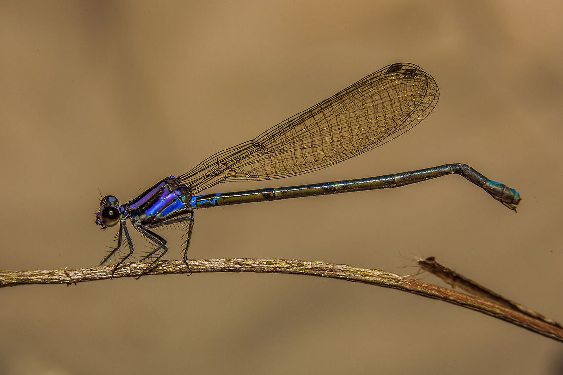 Argia pulla along the Macal River, Belize Unidentified damselfly along the Macal River in Belize Argia pulla,Belize,Chiquibul,Macal River,Mountain Pine Ridge,Raspaculo River,conservation