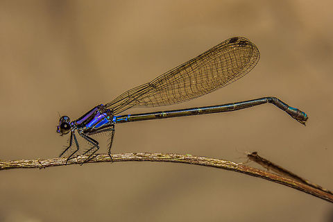 Argia pulla along the Macal River, Belize Unidentified damselfly along the Macal River in Belize Argia pulla,Belize,Chiquibul,Macal River,Mountain Pine Ridge,Raspaculo River,conservation