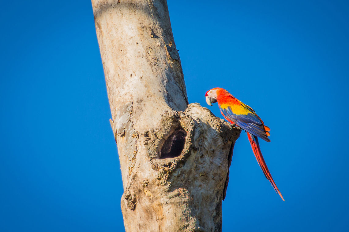 Scarlet Macaw (Ara macao)  Ara macao,Belize,Chalillo Reservior,Chiquibul,Macal River,Mountain Pine Ridge,Raspaculo River,Scarlet Macaw
