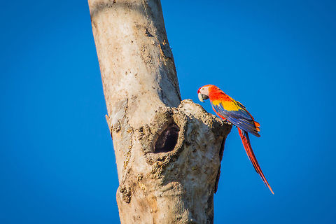 Scarlet Macaw (Ara macao)  Ara macao,Belize,Chalillo Reservior,Chiquibul,Macal River,Mountain Pine Ridge,Raspaculo River,Scarlet Macaw