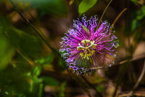 Purple passionflower along the Raspaculo River, Belize  Belize,Chiquibul,Macal River,Mountain Pine Ridge,Passiflora incarnata,Raspaculo River,conservation