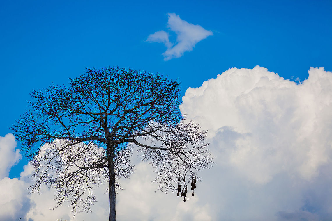Orependola Nests in jungle tree, Raspaculo River, Belize  Belize,Chiquibul,Macal River,Montezuma Oropendola,Mountain Pine Ridge,Psarocolius montezuma,Raspaculo River,conservation