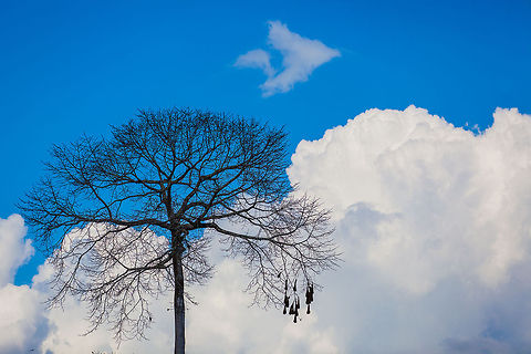 Orependola Nests in jungle tree, Raspaculo River, Belize  Belize,Chiquibul,Macal River,Montezuma Oropendola,Mountain Pine Ridge,Psarocolius montezuma,Raspaculo River,conservation