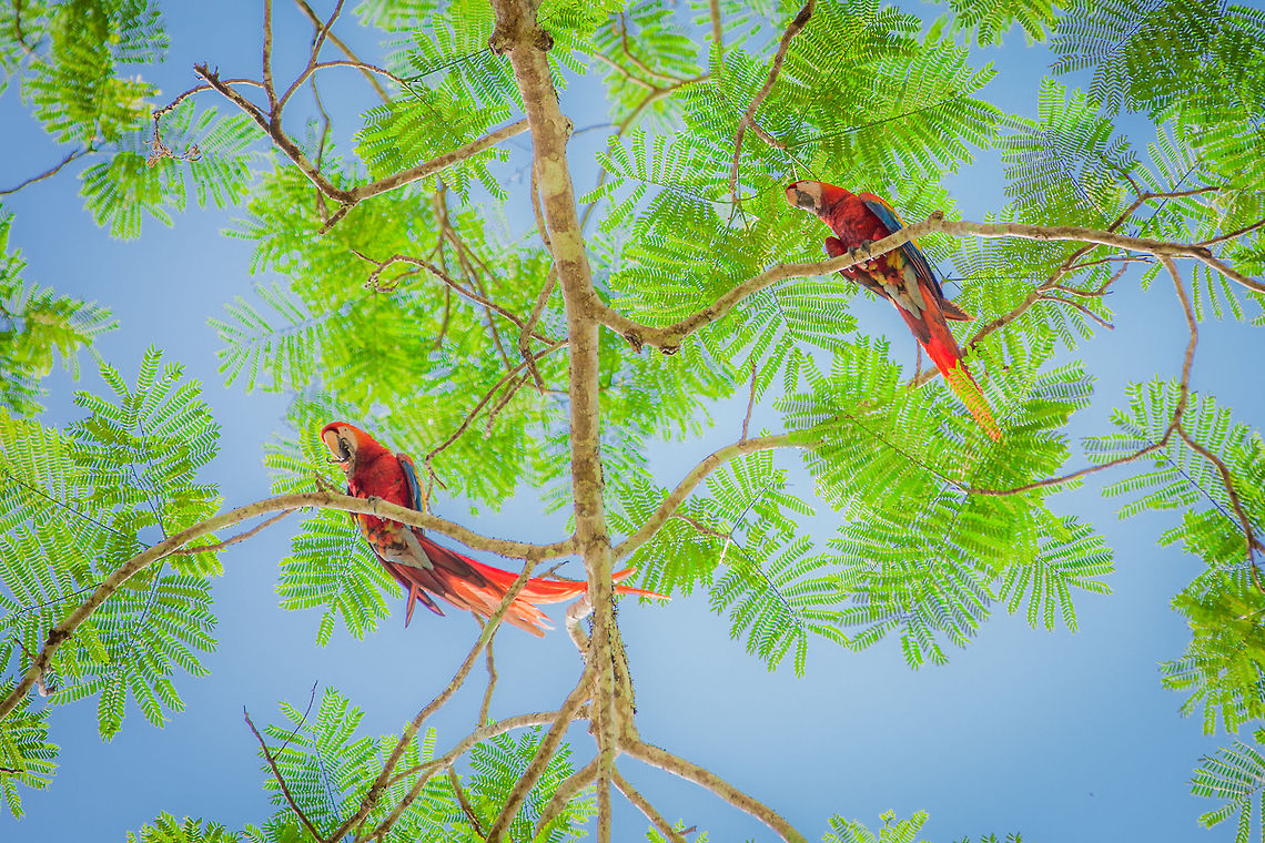 Scarlet Macaw (Ara macao)  Ara macao,Belize,Chiquibul,Macal River,Mountain Pine Ridge,Raspaculo River,Scarlet Macaw,conservation