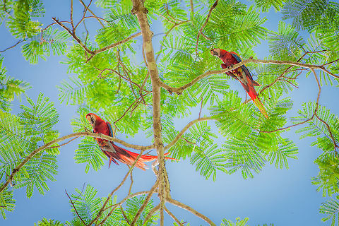 Scarlet Macaw (Ara macao)  Ara macao,Belize,Chiquibul,Macal River,Mountain Pine Ridge,Raspaculo River,Scarlet Macaw,conservation