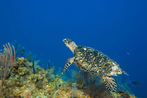 Loggerhead Turtle Loggerhead Turtle swimming off Turneffe Island Atoll, Belize Belize,CCFS,Calabash Caye Field Station,Caretta caretta,ERI,Environmental Research Institute,Loggerhead sea turtle,Turneffe,Turneffe Island Atoll