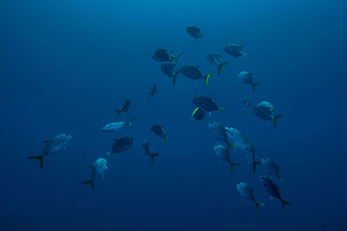 Yellow Tailed Jacks  Belize,CCFS,Calabash Caye Field Station,ERI,Environmental Research Institute,Seriola lalandi,Turneffe,Turneffe Island Atoll,Yellowtail amberjack