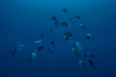 Yellow Tailed Jacks  Belize,CCFS,Calabash Caye Field Station,ERI,Environmental Research Institute,Seriola lalandi,Turneffe,Turneffe Island Atoll,Yellowtail amberjack