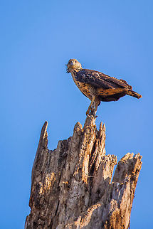 Unidentified hawk, Raspaculo River, Belize  Belize,Buteogallus anthracinus,Chiquibul,Common Black Hawk,Macal River,Mountain Pine Ridge,Raspaculo River