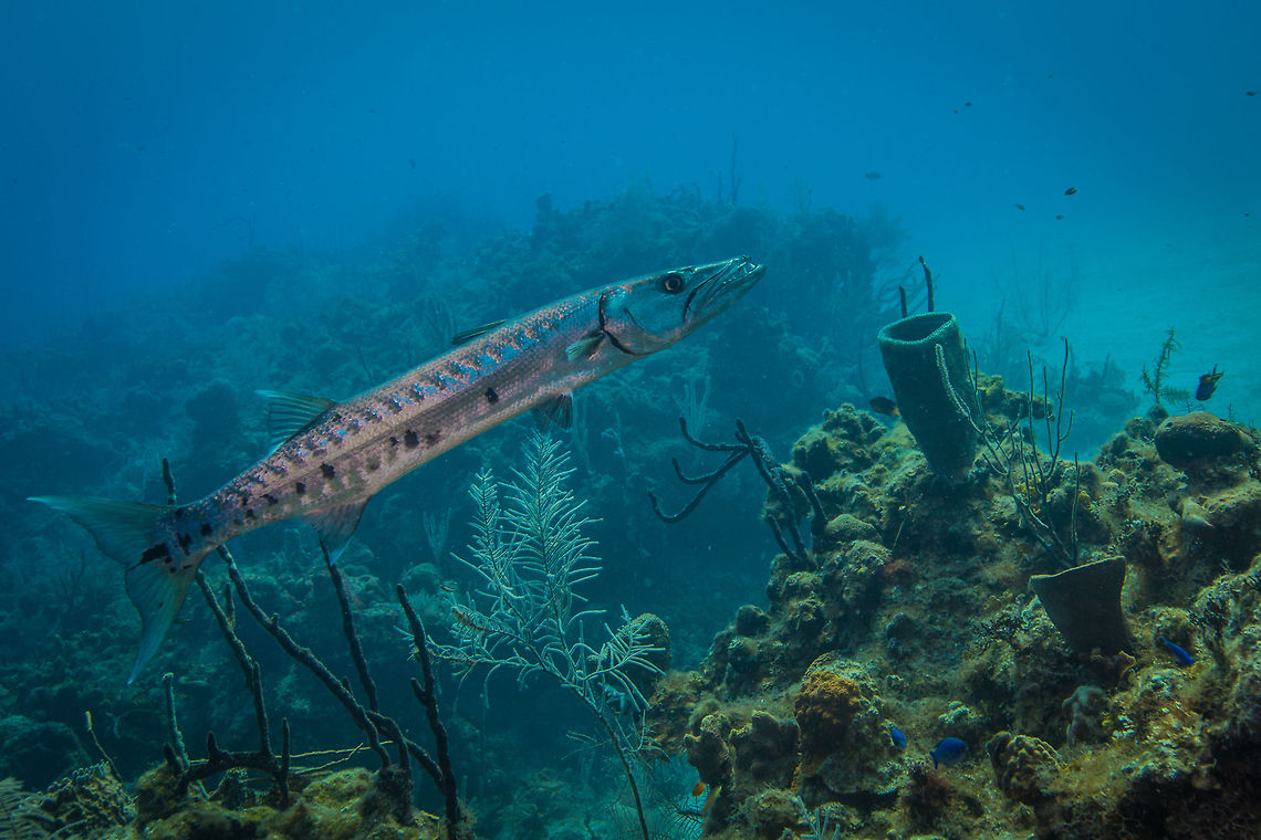 Barracuda  Belize,CCFS,Calabash Caye Field Station,ERI,Environmental Research Institute,Great barracuda,Sphyraena barracuda,Turneffe,Turneffe Island Atoll