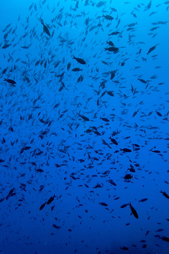 Creole Wrasse, Turneffe Island Atoll, Belize  Belize,CCFS,Calabash Caye Field Station,Clepticus parrae,ERI,Environmental Research Institute,Turneffe,Turneffe Island Atoll