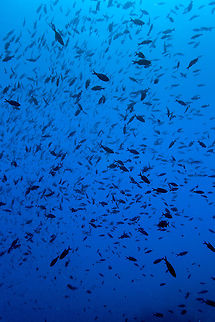 Creole Wrasse, Turneffe Island Atoll, Belize  Belize,CCFS,Calabash Caye Field Station,Clepticus parrae,ERI,Environmental Research Institute,Turneffe,Turneffe Island Atoll