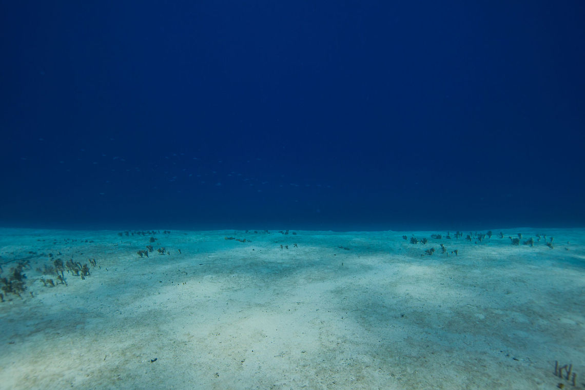 Sand flats habitat, West side of Turneffe Island Atoll, Belize  Belize,CCFS,Calabash Caye Field Station,ERI,Environmental Research Institute,Turneffe,Turneffe Island Atoll