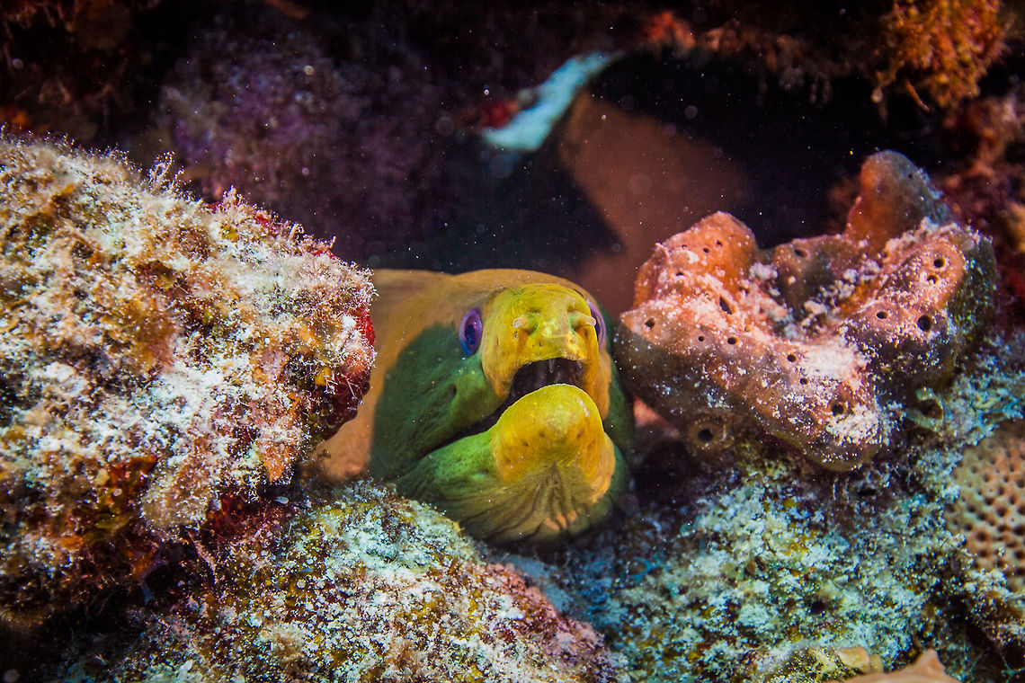 Green Moray Eel, Turneffe Island Atoll, Belize  Belize,CCFS,Calabash Caye Field Station,ERI,Environmental Research Institute,Green moray,Gymnothorax funebris,Turneffe,Turneffe Island Atoll