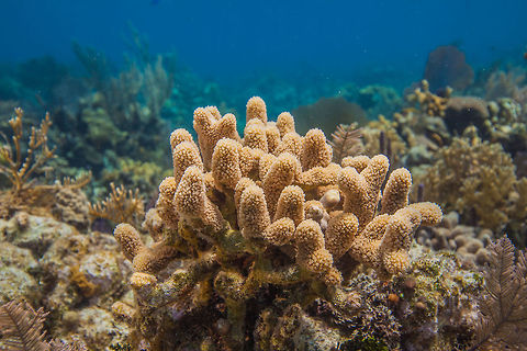 Porites porites, Finger Coral, Turneffe Island Atoll, Belize  Belize,CCFS,Calabash Caye Field Station,ERI,Environmental Research Institute,Porites porites,Turneffe,Turneffe Island Atoll