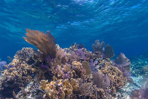 Patch Reef Habitat, Turneffe Island Atoll, Belize  Belize,CCFS,Calabash Caye Field Station,ERI,Environmental Research Institute,Gorgonia ventalina,Turneffe,Turneffe Island Atoll