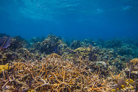 Acropra cervicornis, staghorn coral, Turneffe Island Atoll, Belize  Acropora cervicornis,Belize,CCFS,Calabash Caye Field Station,ERI,Environmental Research Institute,Staghorn coral,Turneffe,Turneffe Island Atoll
