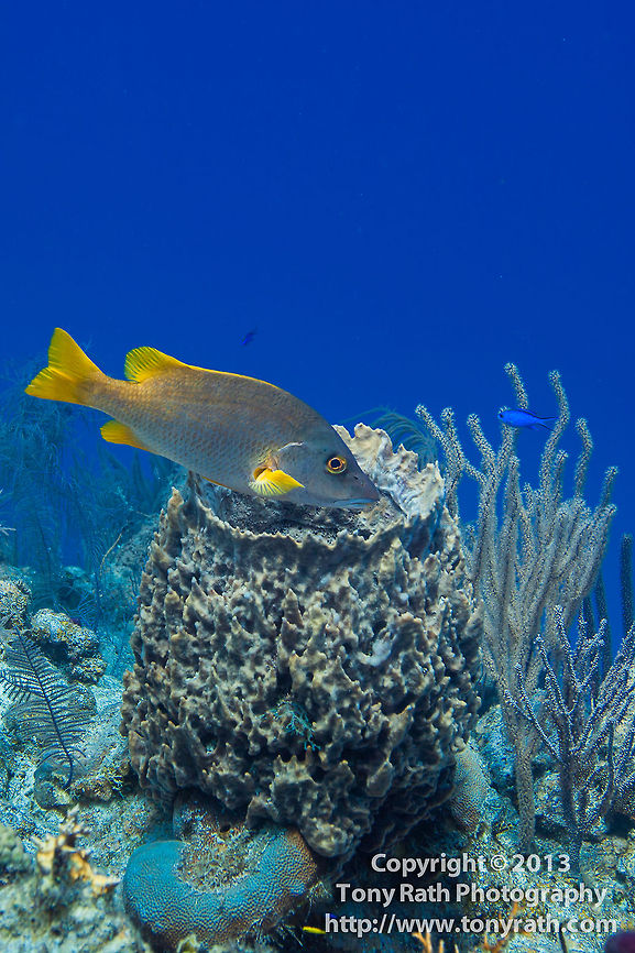 Schoolmaster above sponge, Turneffe Island Atoll, Belize  Belize,CCFS,Calabash Caye Field Station,ERI,Environmental Research Institute,Lutjanus apodus,Schoolmaster snapper,Turneffe,Turneffe Island Atoll
