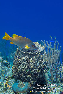 Schoolmaster above sponge, Turneffe Island Atoll, Belize  Belize,CCFS,Calabash Caye Field Station,ERI,Environmental Research Institute,Lutjanus apodus,Schoolmaster snapper,Turneffe,Turneffe Island Atoll