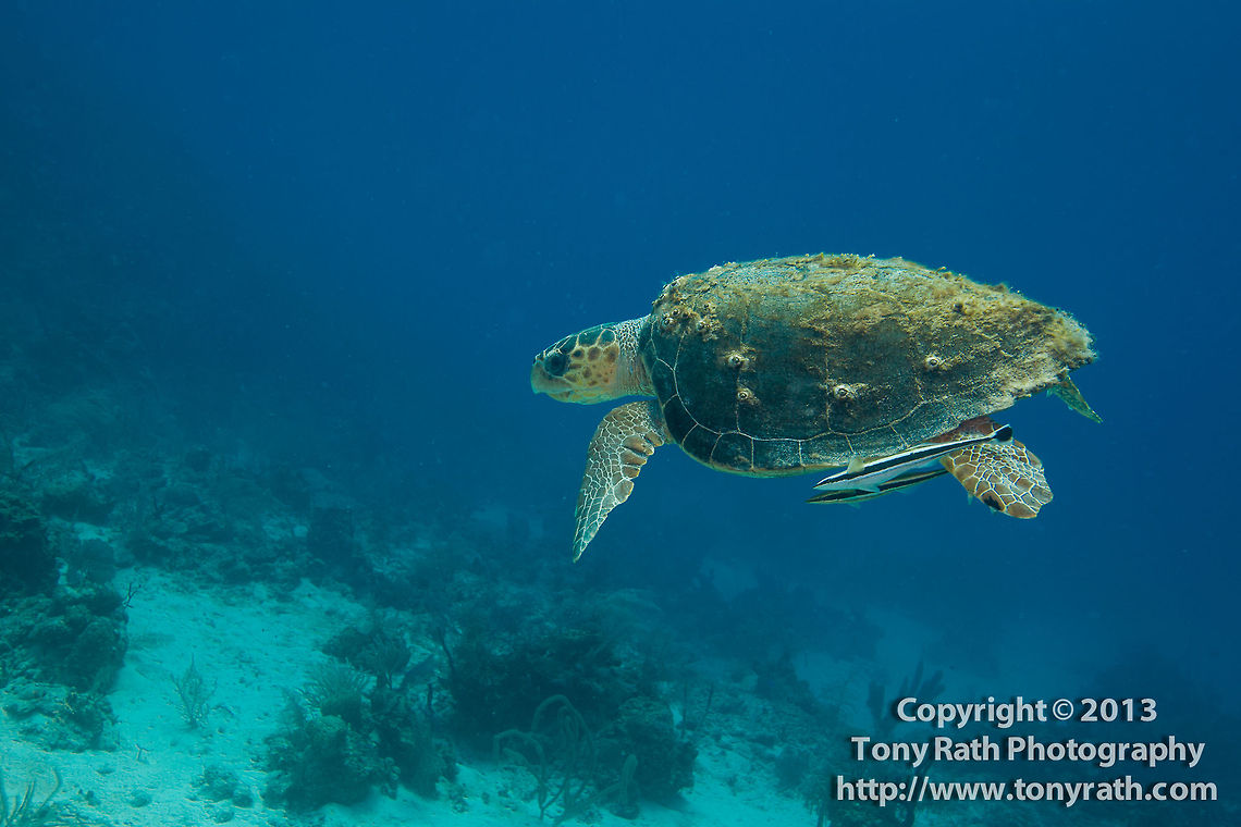 Loggerhead Turtle, Turneffe Island Atoll, Belize  Belize,CCFS,Calabash Caye Field Station,Caretta caretta,ERI,Environmental Research Institute,Loggerhead sea turtle,Turneffe,Turneffe Island Atoll