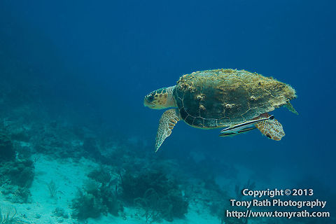 Loggerhead Turtle, Turneffe Island Atoll, Belize  Belize,CCFS,Calabash Caye Field Station,Caretta caretta,ERI,Environmental Research Institute,Loggerhead sea turtle,Turneffe,Turneffe Island Atoll