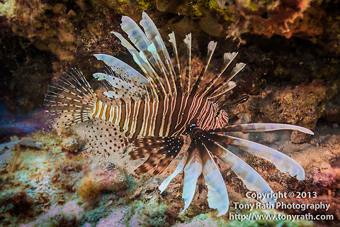 Lionfish, Turneffe Island Atoll, Belize  Belize,CCFS,Calabash Caye Field Station,ERI,Environmental Research Institute,Pterois volitans,Red lionfish,Turneffe,Turneffe Island Atoll