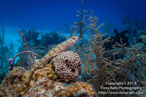 Lizardfish, Turneffe Island Atoll, Belize  Belize,CCFS,Calabash Caye Field Station,ERI,Environmental Research Institute,Synodus intermedius,Turneffe,Turneffe Island Atoll