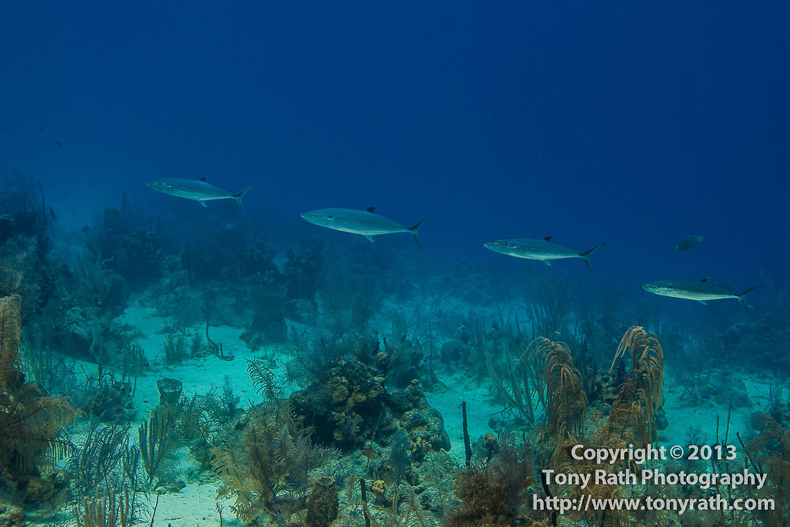 School of Spanish Mackerel, Turneffe Island Atoll, Belize  Belize,CCFS,Calabash Caye Field Station,Cero,ERI,Environmental Research Institute,Scomberomorus regalis,Turneffe,Turneffe Island Atoll