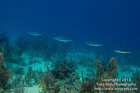 School of Spanish Mackerel, Turneffe Island Atoll, Belize  Belize,CCFS,Calabash Caye Field Station,Cero,ERI,Environmental Research Institute,Scomberomorus regalis,Turneffe,Turneffe Island Atoll