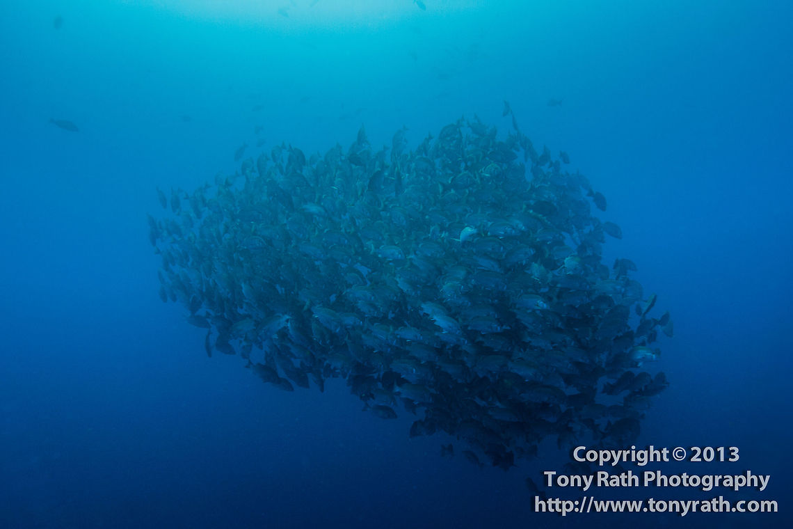School of Dog Snapper in spawning ball, Turneffe Island Atoll, Belize  Belize,CCFS,Calabash Caye Field Station,Dog snapper,ERI,Environmental Research Institute,Lutjanus jocu,Turneffe,Turneffe Island Atoll