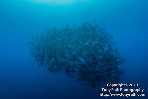 School of Dog Snapper in spawning ball, Turneffe Island Atoll, Belize  Belize,CCFS,Calabash Caye Field Station,Dog snapper,ERI,Environmental Research Institute,Lutjanus jocu,Turneffe,Turneffe Island Atoll