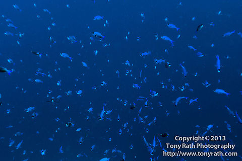 Creole Wrasse School, Turneffe Island Atoll, Belize  Belize,CCFS,Calabash Caye Field Station,Clepticus parrae,ERI,Environmental Research Institute,Turneffe,Turneffe Island Atoll