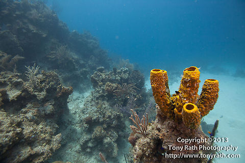 Yellow Tube Sponge - Aplysina fistularis, Turneffe Island Atoll, Belize  Aplysina fistularis,Belize,CCFS,Calabash Caye Field Station,ERI,Environmental Research Institute,Turneffe,Turneffe Island Atoll,Yellow Tube Sponge