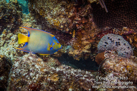 Queen Angelfish  Belize,CCFS,Calabash Caye Field Station,ERI,Environmental Research Institute,Holacanthus ciliaris,Queen Angelfish,Turneffe,Turneffe Island Atoll