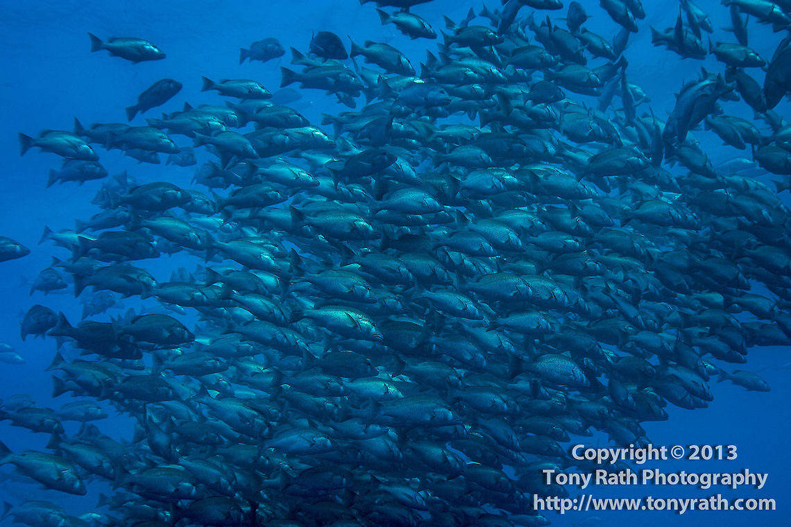 School of Dog Snapper in spawning ball, Turneffe Island Atoll, Belize  Belize,CCFS,Calabash Caye Field Station,Dog snapper,ERI,Environmental Research Institute,Lutjanus jocu,Turneffe,Turneffe Island Atoll